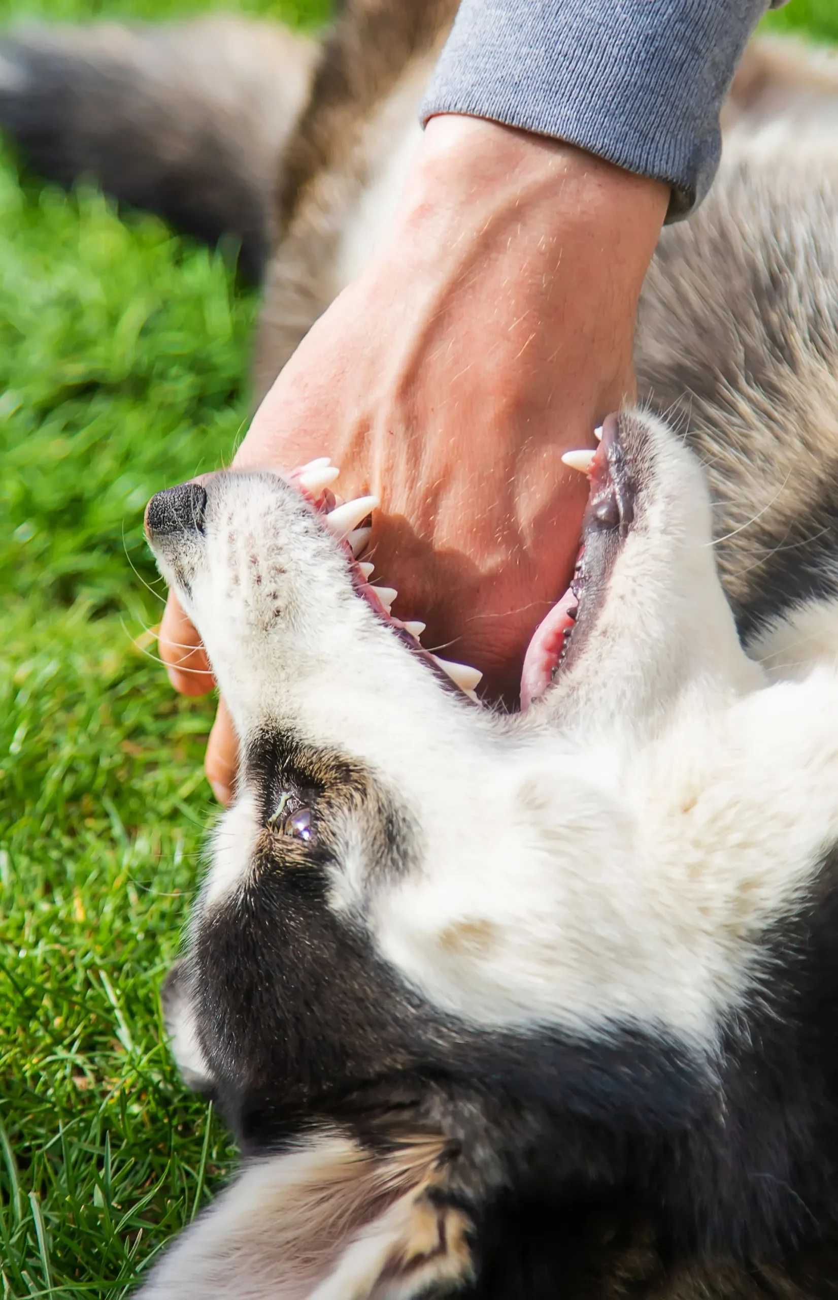 Dog playfully biting a person's hand, lying in green grass; open mouth, white teeth visible.